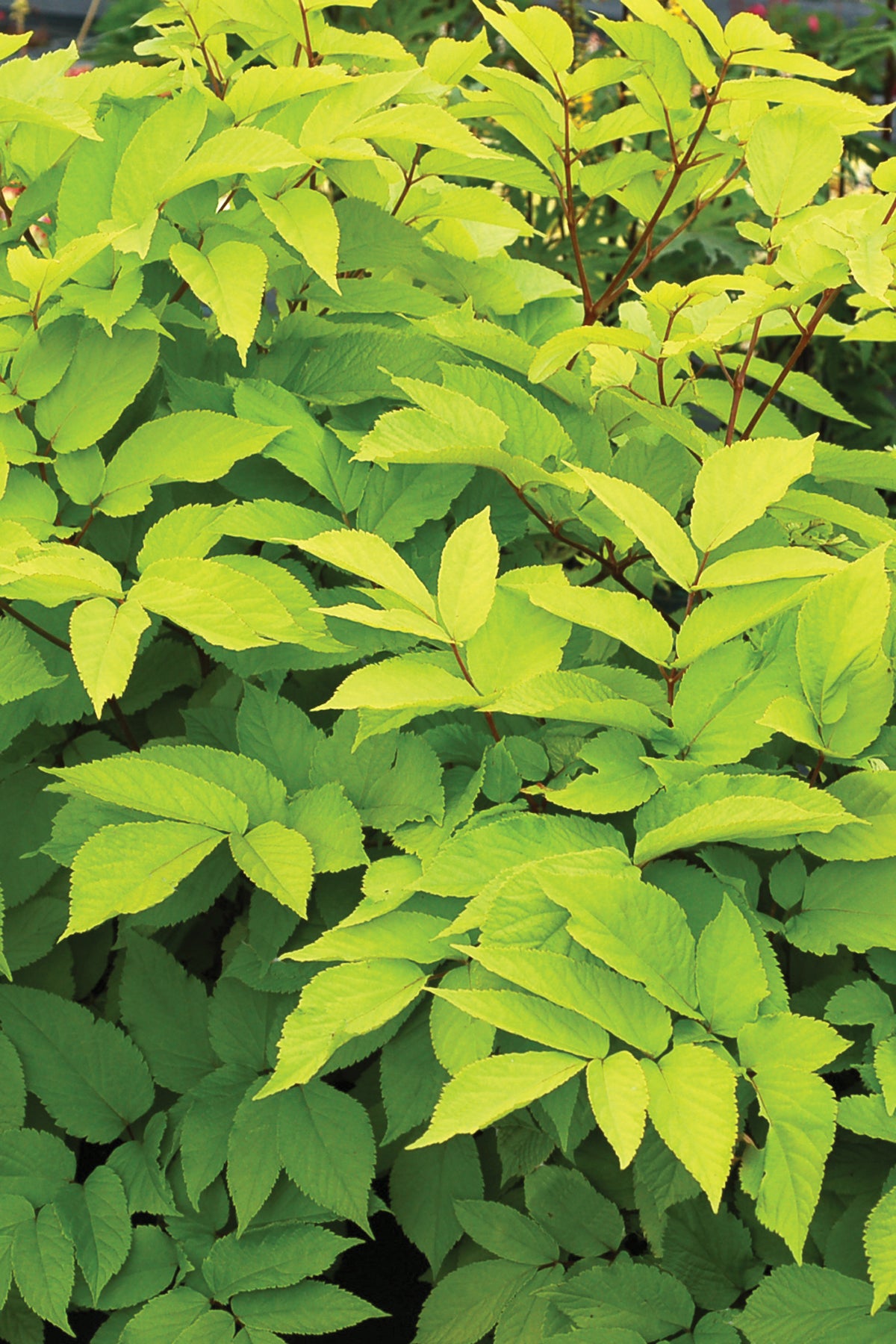 Sun King Aralia 