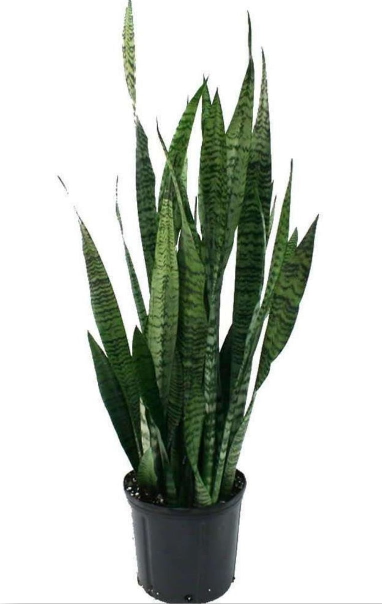 6" Sansevieria Zeylanica plant photo