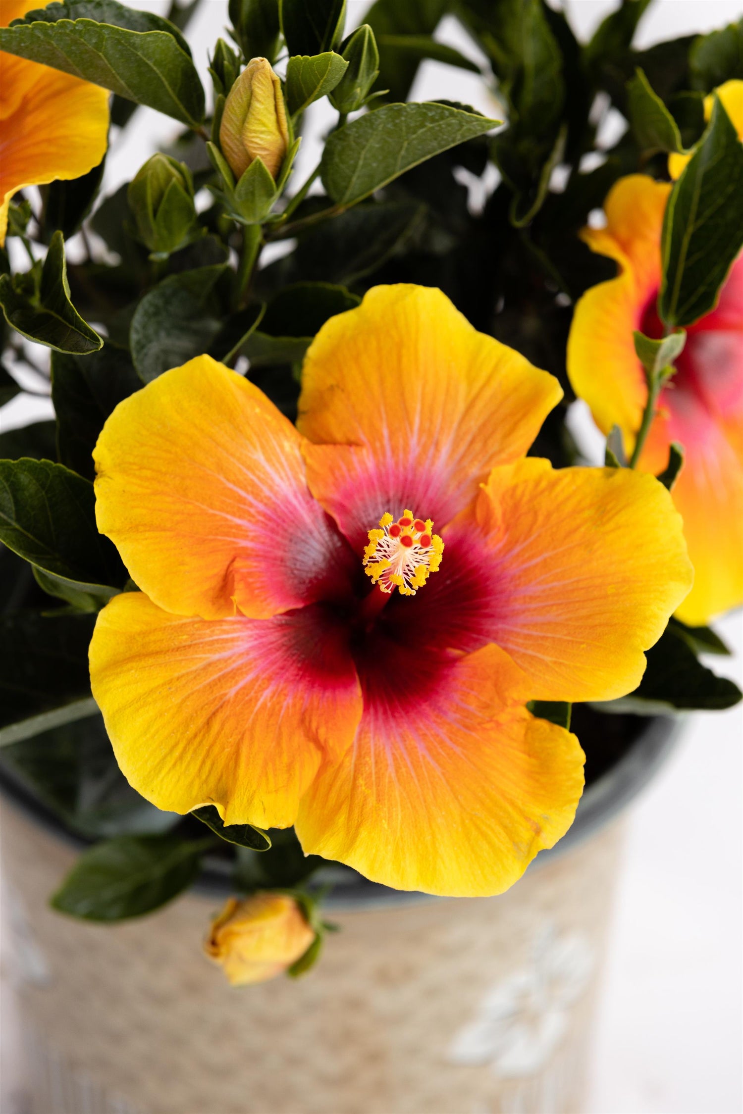 Hibiscus &