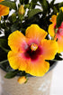 Hibiscus &