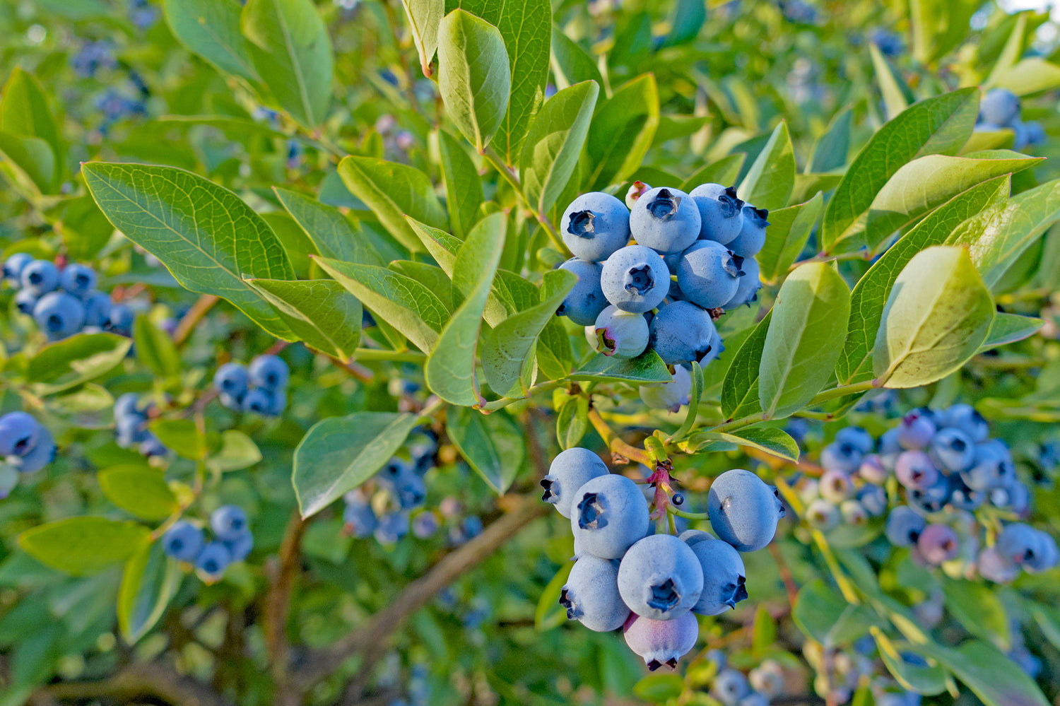 Blueberry Top Hat 1 gal plant photo