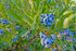 Blueberry Top Hat 1 gal plant photo
