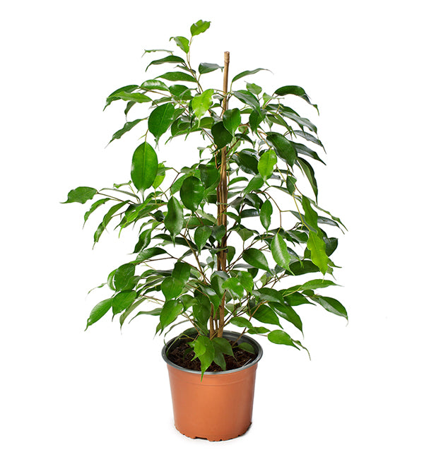 10" Ficus Benjamina plant photo