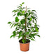 10" Ficus Benjamina plant photo