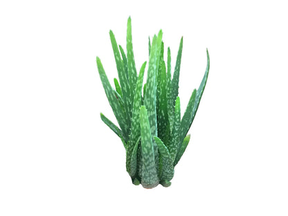 4" Aloe Vera plant photo