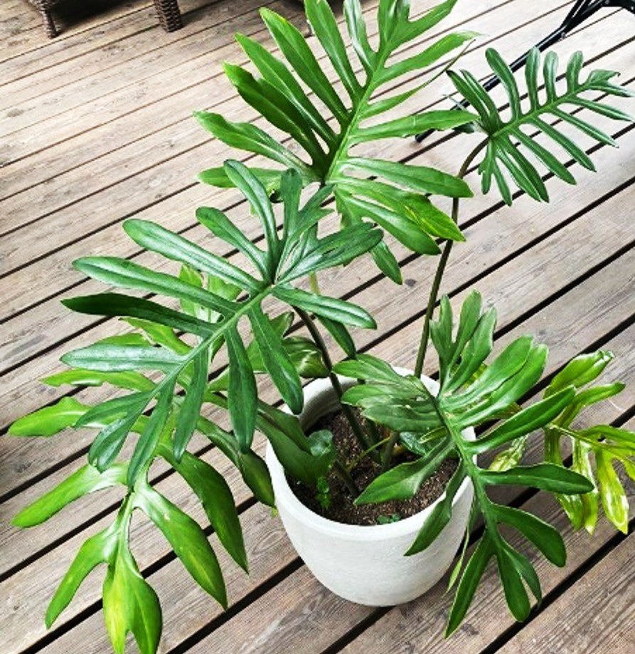 4" Philodendron Mayoi plant photo