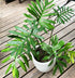 4" Philodendron Mayoi plant photo