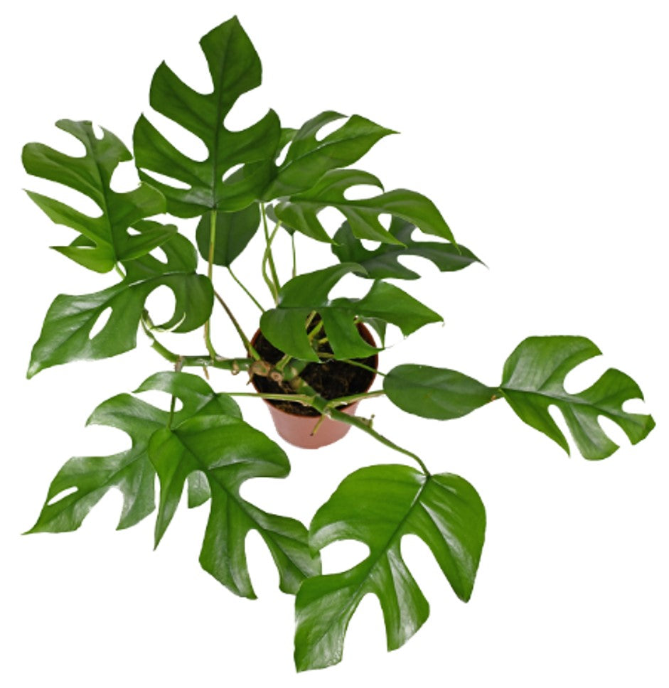 6" Rhaphidophora Tetrasperma plant photo