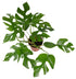 6" Rhaphidophora Tetrasperma plant photo