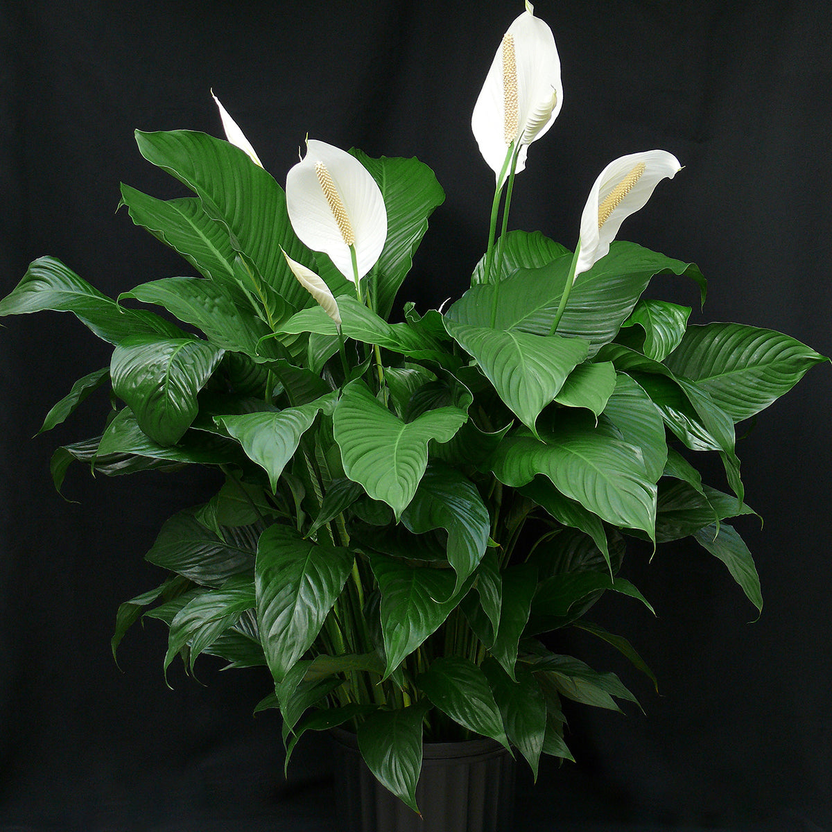 12" Spathiphyllum Sweet Pablo plant photo