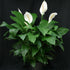 12" Spathiphyllum Sweet Pablo plant photo