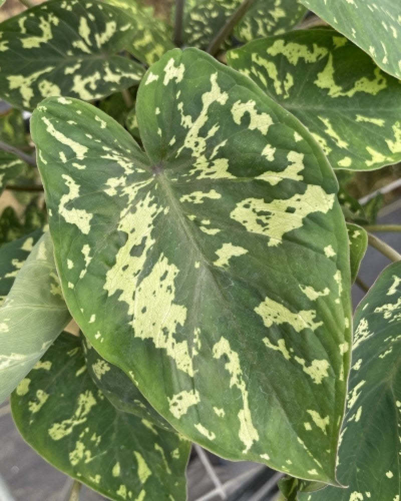 6" Alocasia Hilo Beauty plant photo