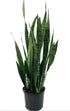 14" Sansevieria Zeylanica plant photo