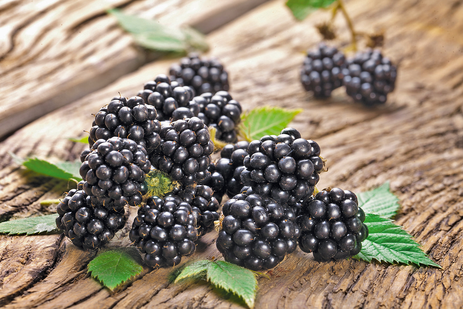 Rubus Chester Blackberry 1 gal plant photo