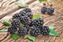 Rubus Chester Blackberry 1 gal plant photo