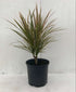 10" Dracaena Bicolor plant photo