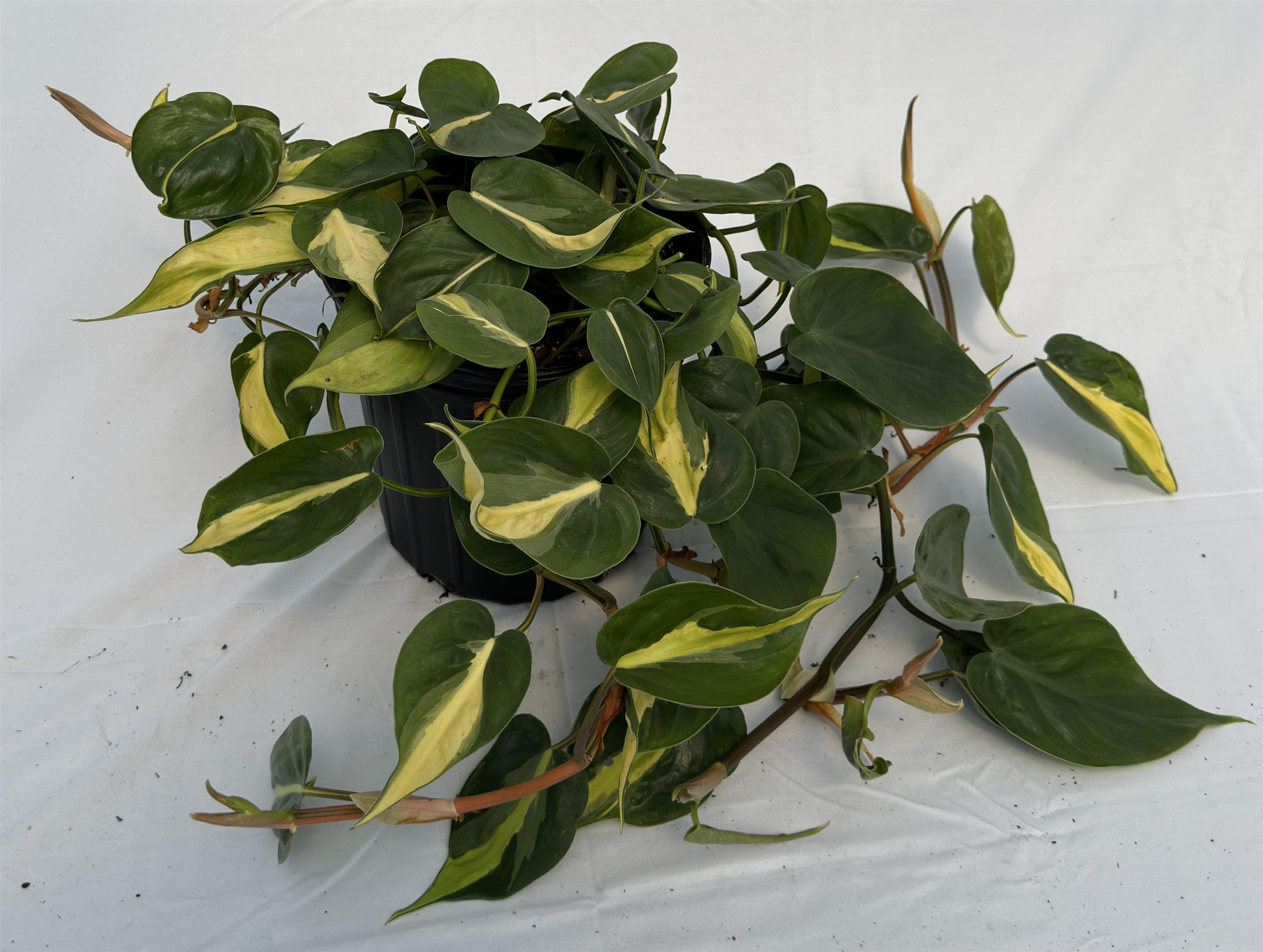 6" Philodendron Brasil plant photo