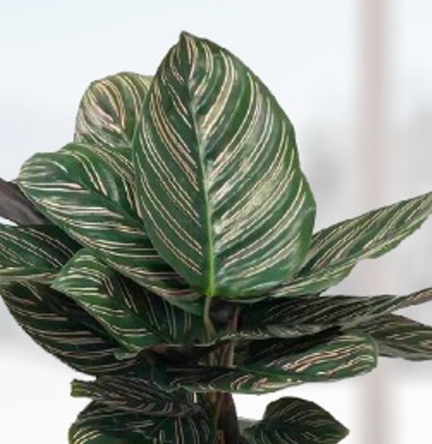 6" Calathea Ornata plant photo