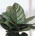 6" Calathea Ornata plant photo