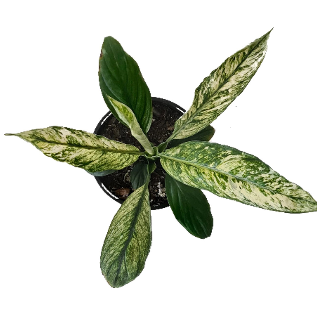 6" Spathiphyllum Sensation Variegated plant photo