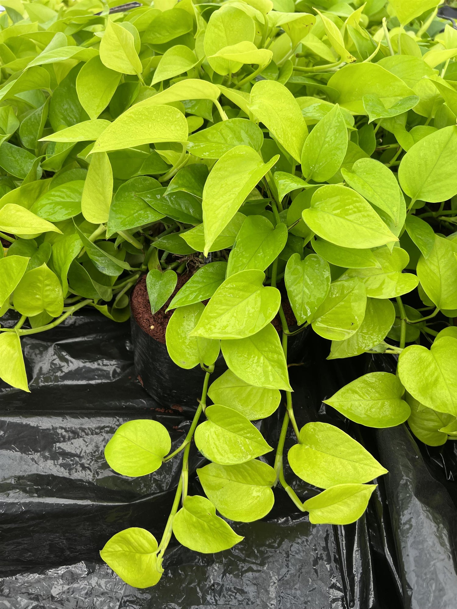 8" Pothos Neon plant photo