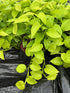 8" Pothos Neon plant photo