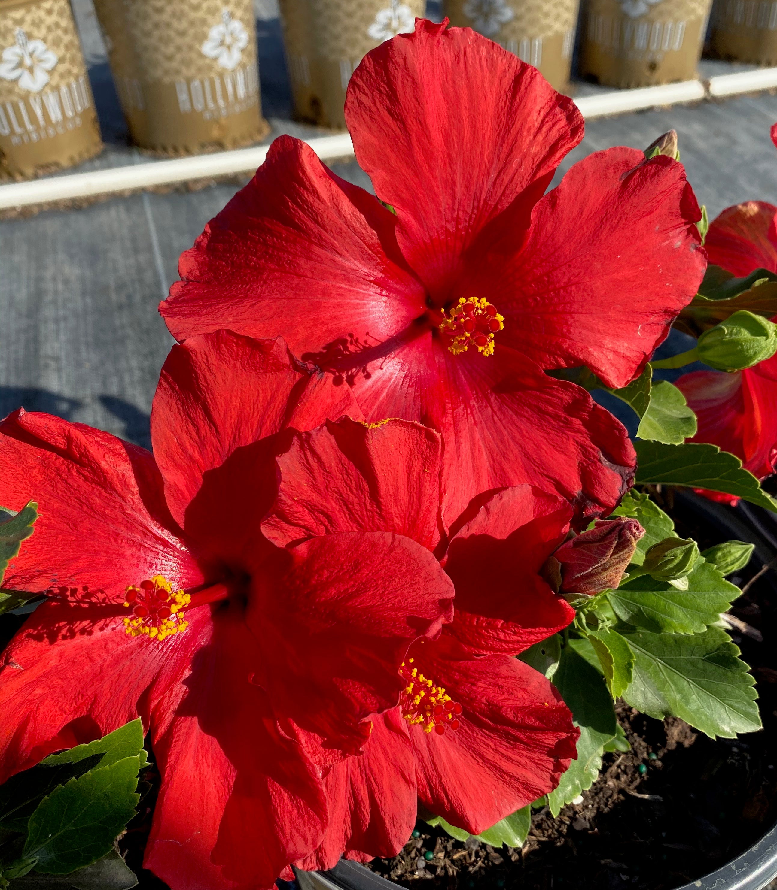Hibiscus &