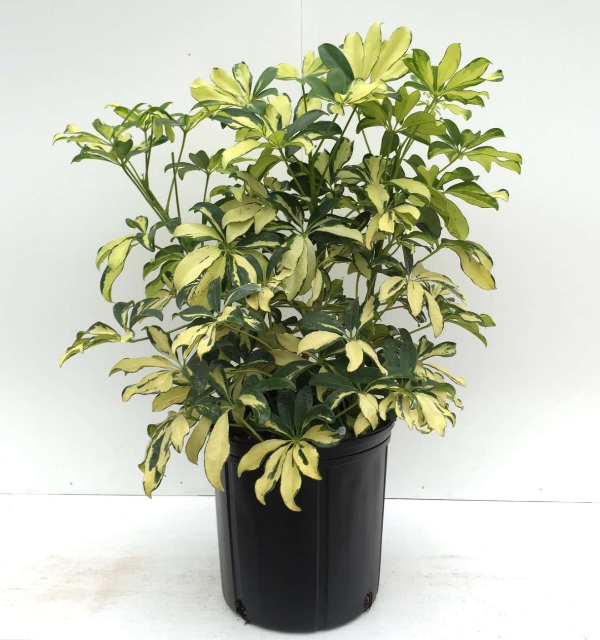 10" Schefflera Trinette plant photo