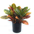 8" Croton Petra plant photo