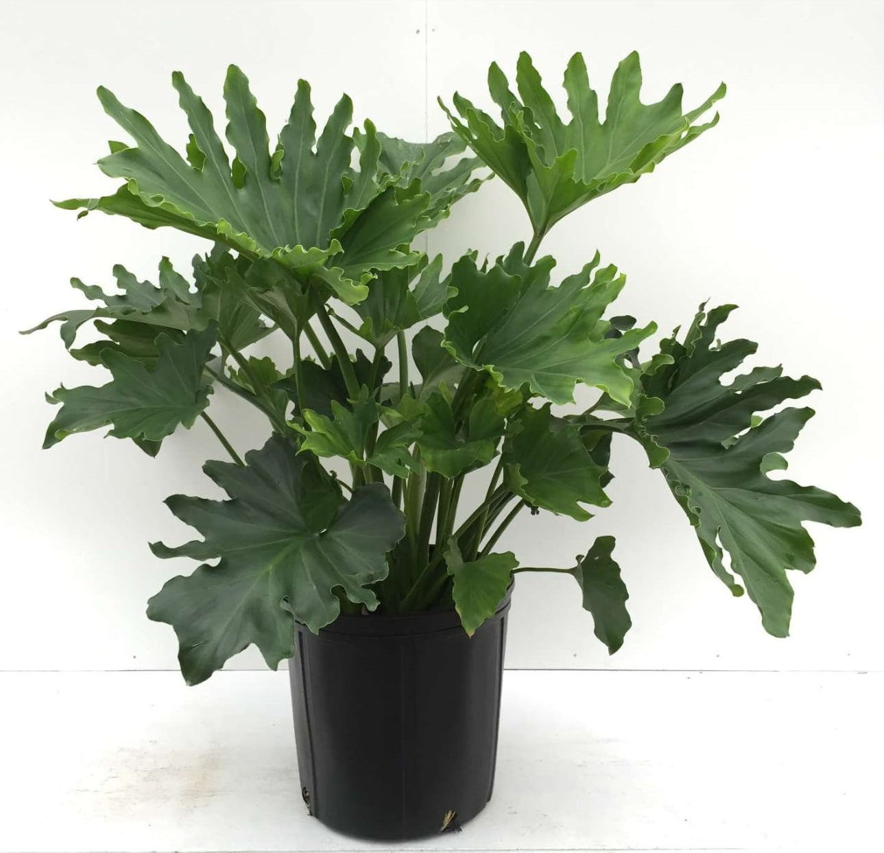 10" Philodendron Hope plant photo