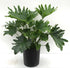10" Philodendron Hope plant photo
