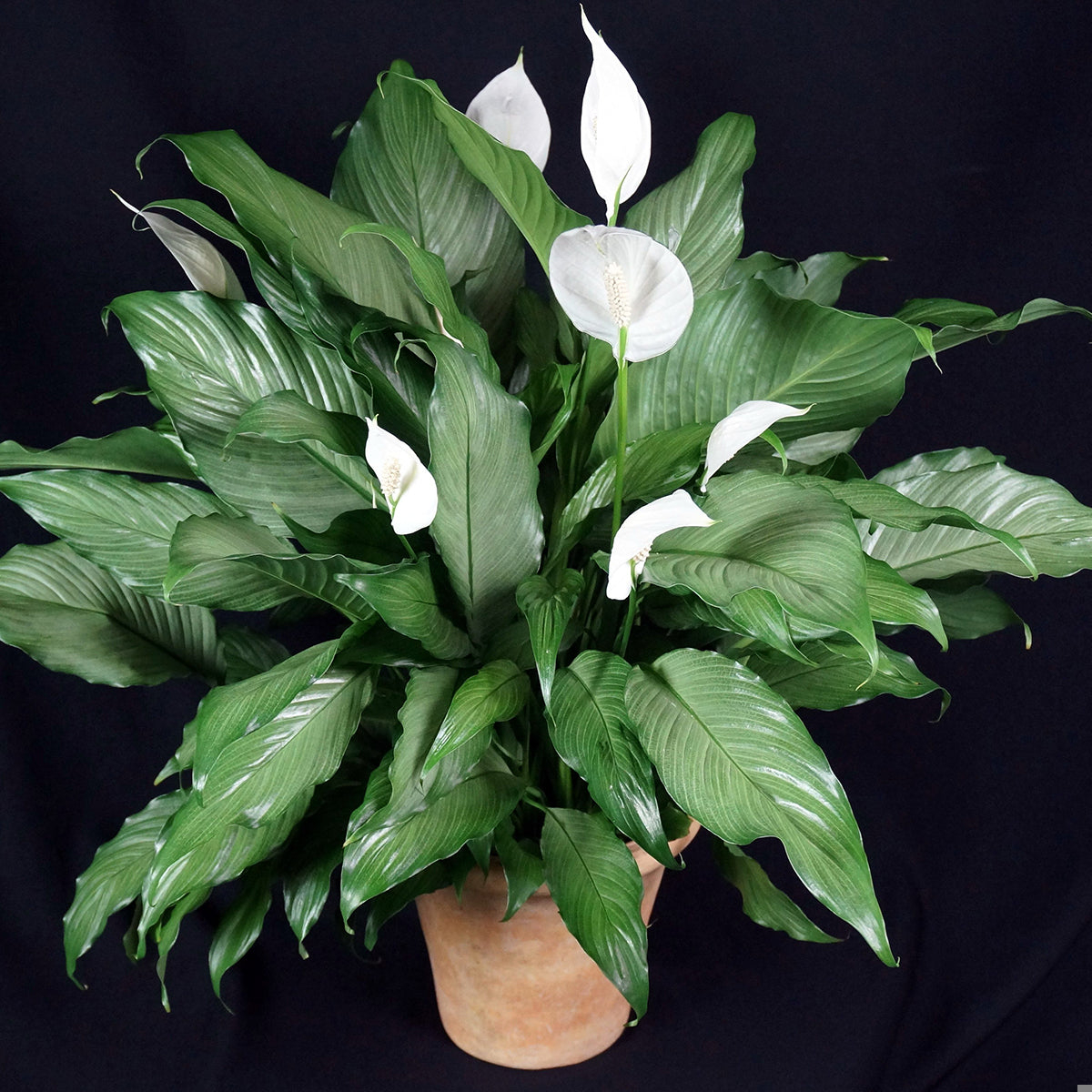 Rolling Ridge Nursery Spathiphyllum