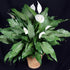 6" Spathiphyllum Platinum Mist plant photo