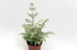 6" Fern Pteris Silver Lace plant photo