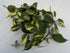 4" Philodendron Brasil plant photo