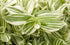 4" Tradescantia White Pistachio plant photo