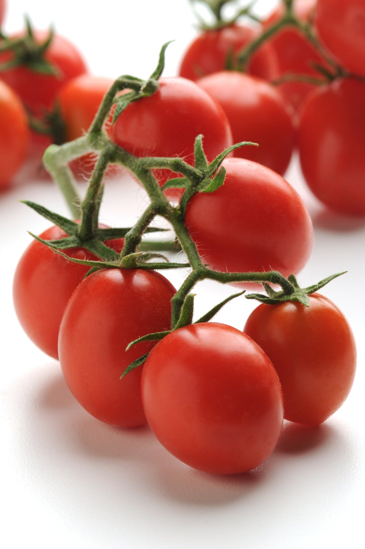 Tomato Basket Topsy Tom 10" plant photo