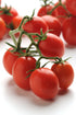 Tomato Basket Topsy Tom 10" plant photo