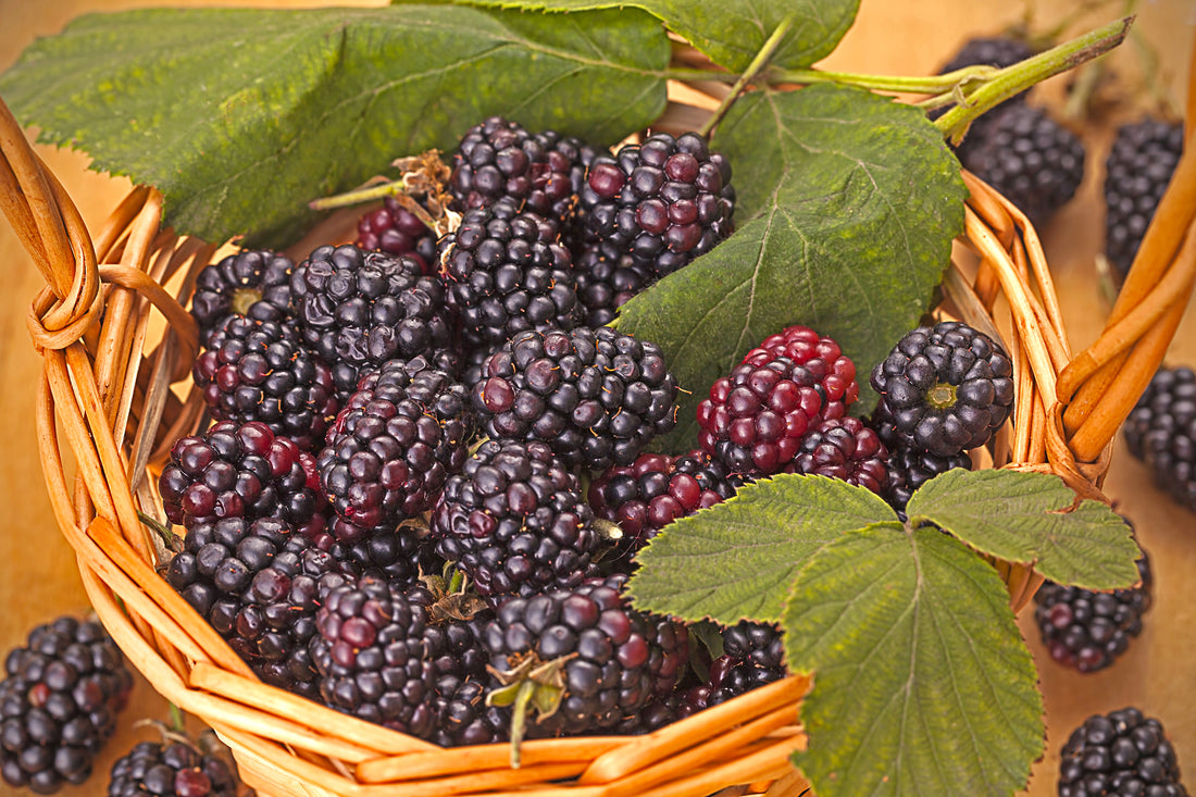 Blackberry &