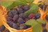 Blackberry &