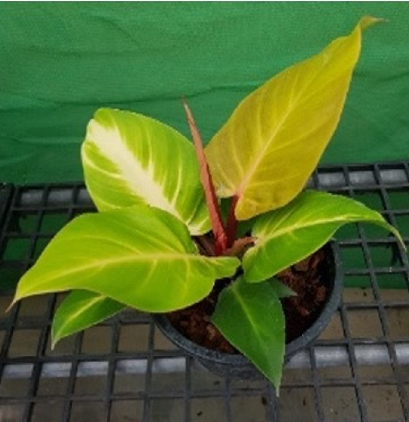 6" Philodendron Cherry Red plant photo
