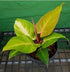 6" Philodendron Cherry Red plant photo