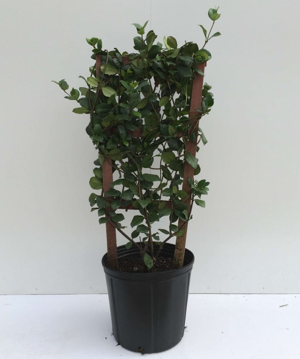 10" Jasmine Confederate plant photo
