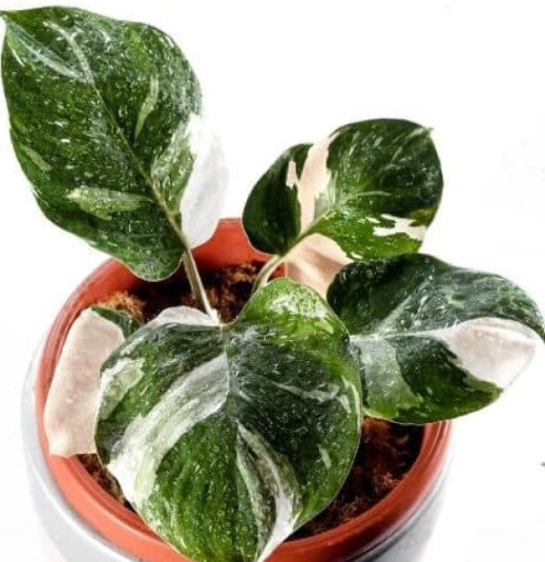 6" Philodendron White Knight plant photo