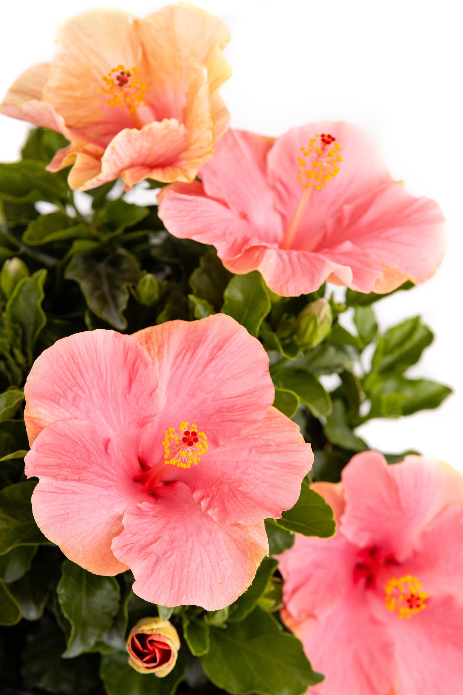 Hibiscus &