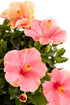 Hibiscus &