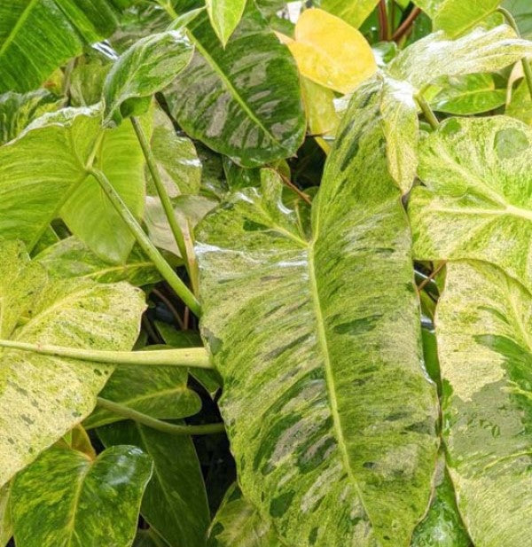 10" Philodendron Paraiso Verde plant photo