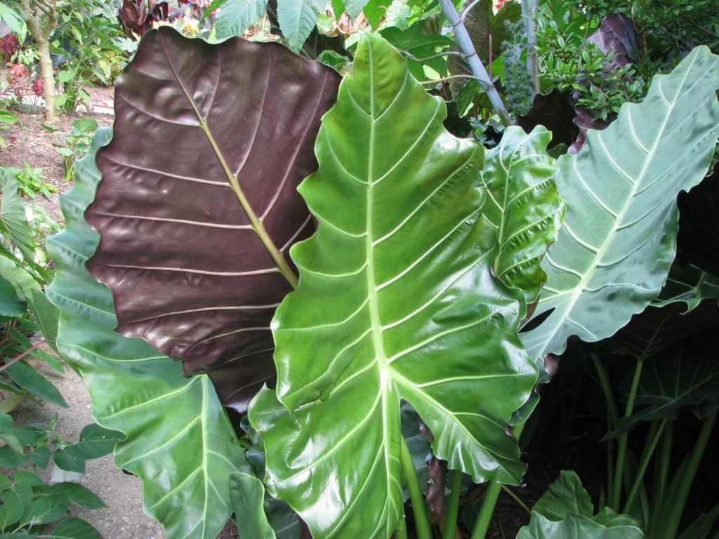 4" Alocasia Mayan Mask plant photo