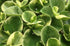 6" Peperomia Marble plant photo
