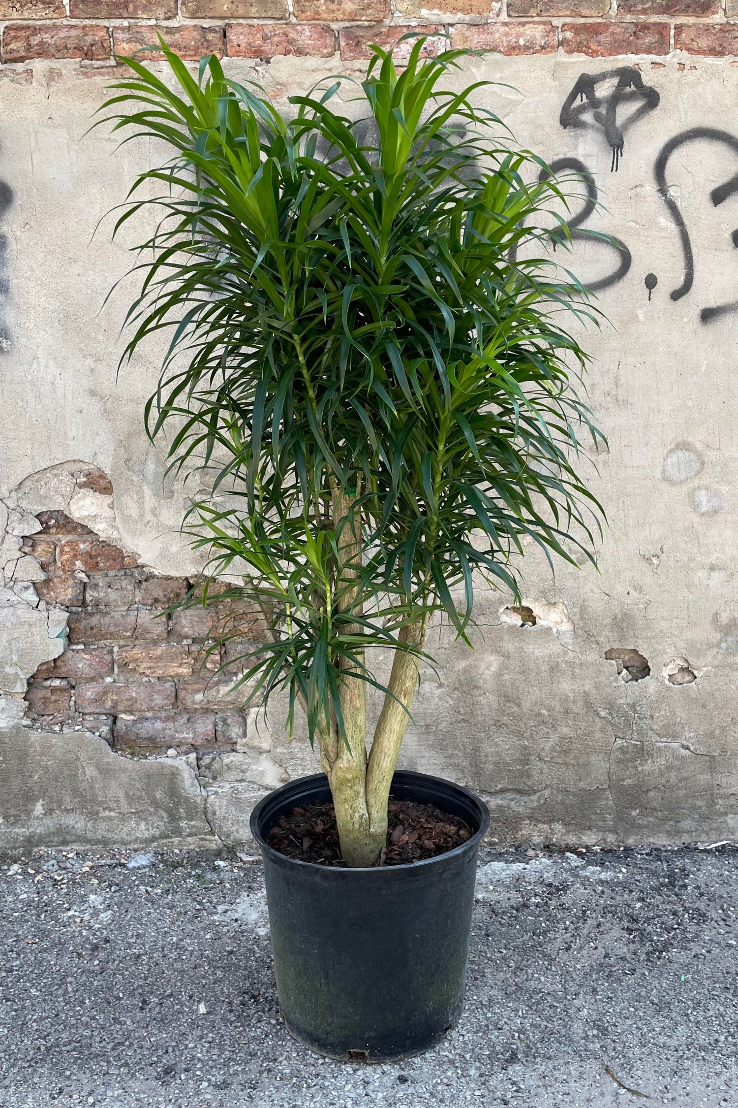 14" Dracaena Anita plant photo